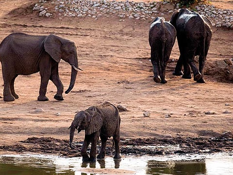 Sarah Aba Al Quloub said that she adopted the elephant through a website for $50 a year which also offers , rhinos and giraffes and offers hope to animals in need.
