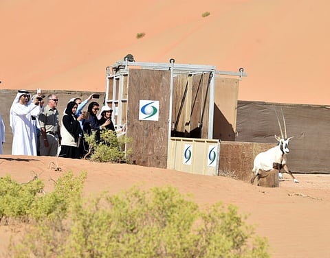 Arabian Oryx programme boosts UAE’s biodiversity