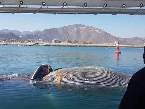 Environment and Protected Areas Authority-Sharjah