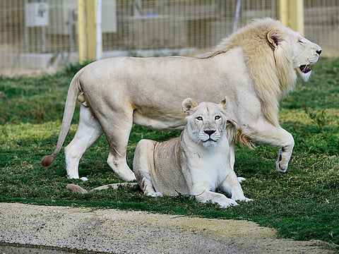 Virendra Saklani/Gulf News