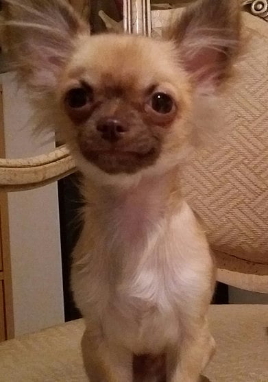 Family looks for dog missing for two months