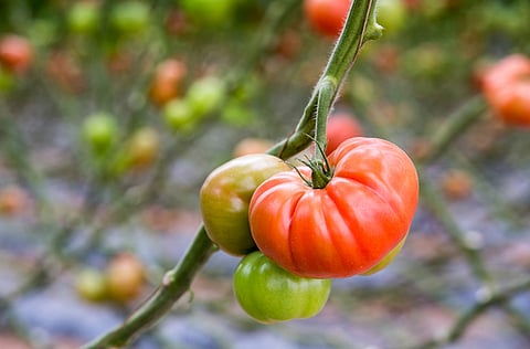 Aiza Castillo Domingo/ GN Focus