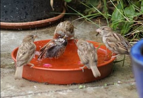 Tweets support sparrows