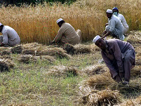 Pakistani farmers harvest wheat in a field in the suburbs of Charsadda, northwest Pakistan. Pakistan, researchers predict, could be the most water stressed country by 2040.