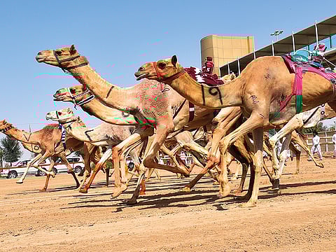Camels at the Al Marmoum Heritage Festival at Dubai Camel Racing Club on Al Ain road. For illustrative purposes only.