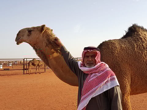For some owners, camels are as dear as family