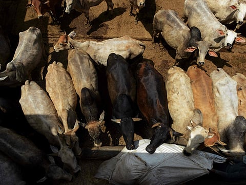 An Indian caretaker feeds cows at a cow shelter in New Delhi.