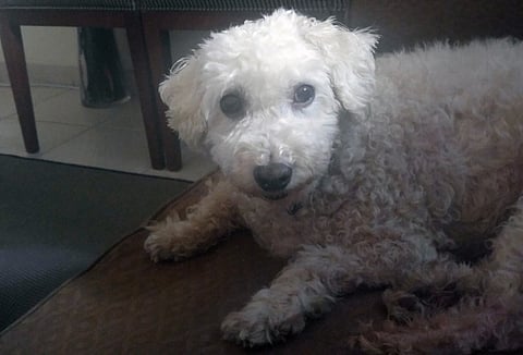 Sharon Jane Padojino-Zapata