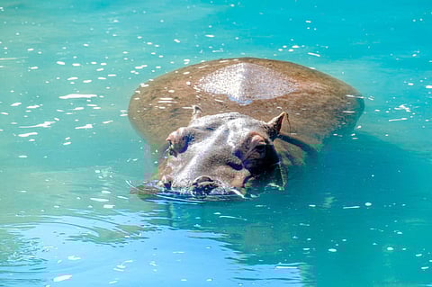 Otto the Hippo is new guest at capital’s zoo