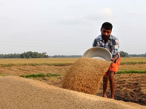 File picture used for illustrative purposes: The only part of India where rice is farmed below sea level, Kuttanad was designated in 2013 by the UN as a globally important agricultural heritage system.