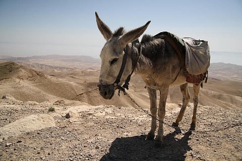 Egypt mulls tough penalties against donkey meat sellers