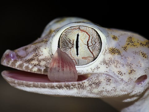 Focus on the UAE’s wildlife