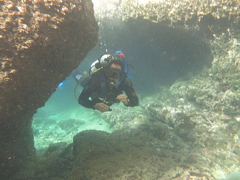 Sharks don't worry UAE divers and fishermen