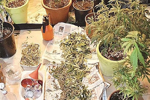 Jordanian arrested for growing marijuana in Kuwait