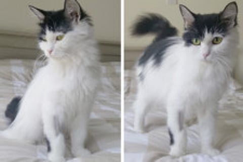 Shana Sebban-Mannarini