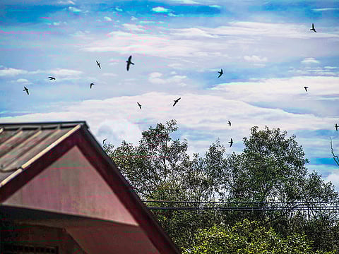 The birds lift off, circle, reverse, settle, lift off again