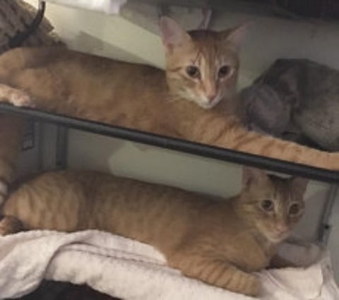 These felines have no where to go