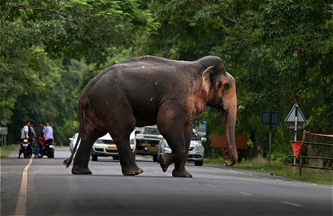 In this file picture, people look on as an elephant crosses a road near the Kaziranga National Park in Assam, India.