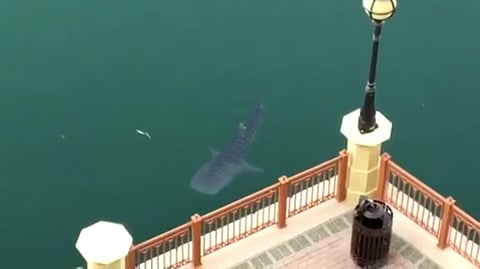 Watch: Whale shark sighted in Dubai