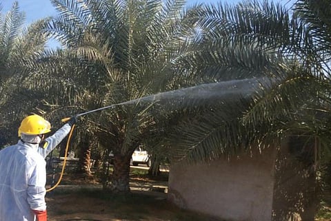 Organic insecticide to be sprayed on 26,000 palm trees in country