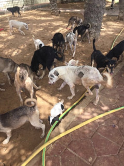 After seven years, this family home has 30 dogs