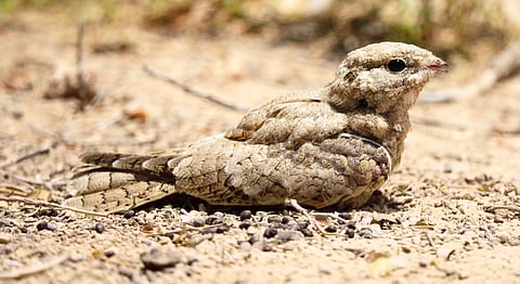 Courtesy: Dr Reza Khan