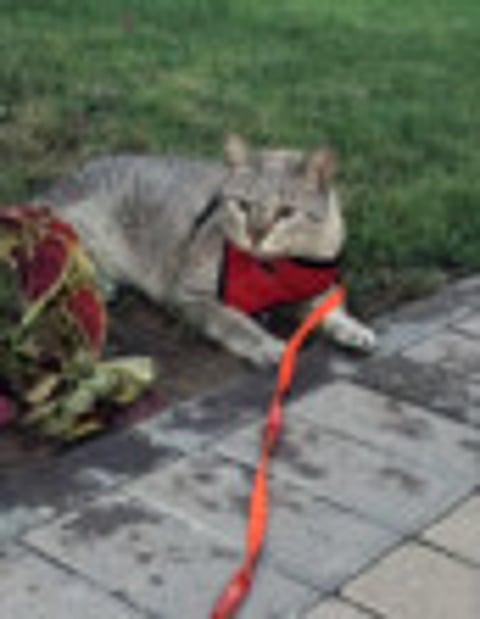 Looking to adopt a pet?