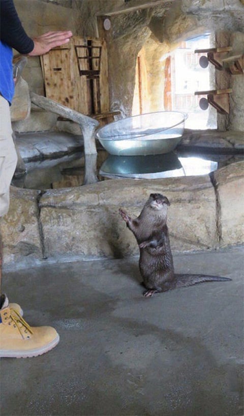 Emirates Park Zoo offers chance to see otters
