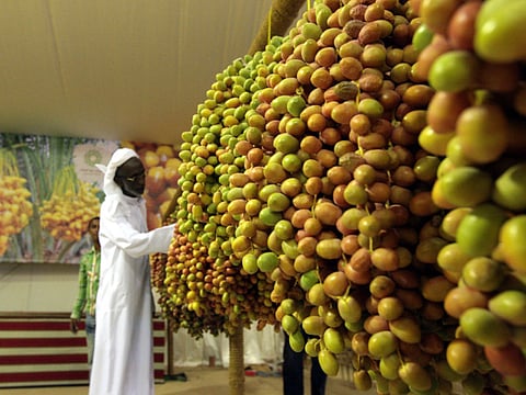 A visitor checks the bunches of dates displayed at a stall during the Liwa Date Festival held in July.