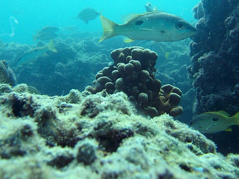 Coral reefs of Al Yasat Marine Protected Area in Abu Dhabi.