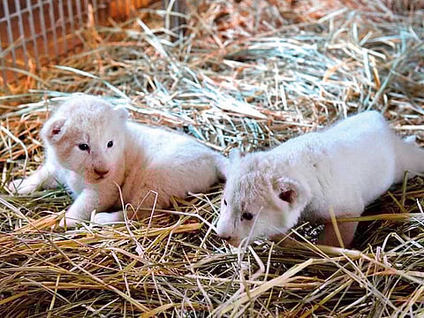 Dubai Safari / DM / Supplied