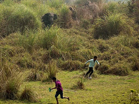 The herd had about two dozen elephants, including two calves. Wildlife experts said that the elephant probably thought that the victim was approaching the calves.