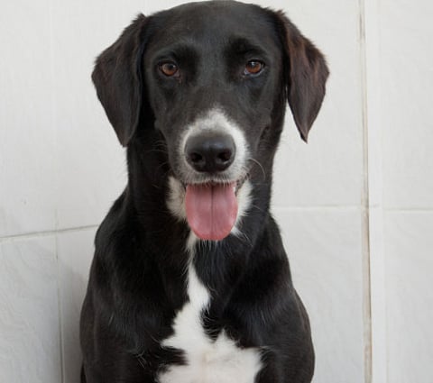 In search of a forever home