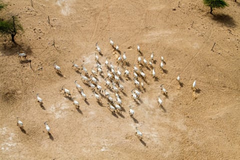 Arabian Oryx reintroduction programme is success