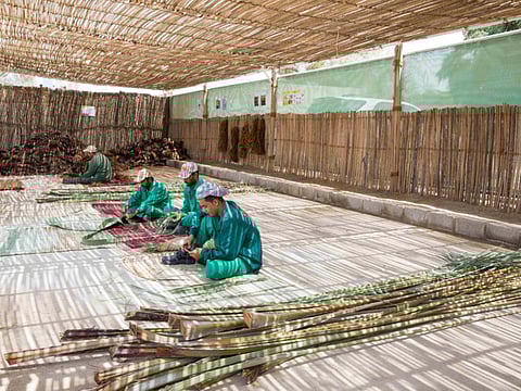 Al Ain Oasis saves 75% of resources used in farming