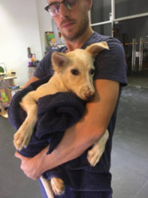 Once abandoned, these animals look for some love