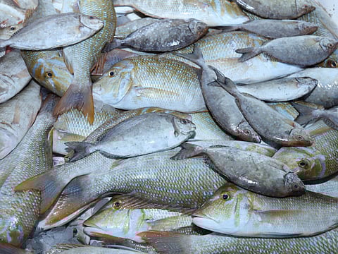 The Ministry of Health and Municipality announced that fish auctions will be halted after evidence of overcrowding in markets.