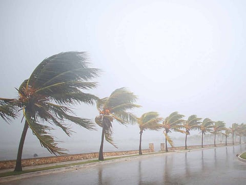 The ban will be applicable to the plantation of date palm trees in future projects, already existing ones will not be removed.