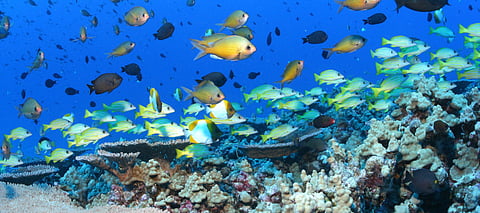 Science stories you may have missed