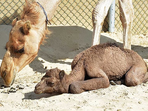 Pankaj Sharma/Gulf News