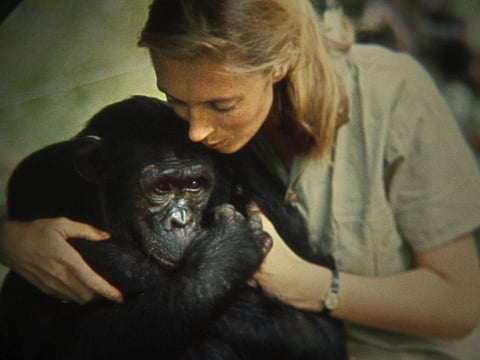 Jane Goodall film at Imagine Science Abu Dhabi