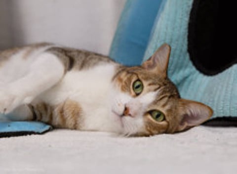 Abandoned animals up for adoption