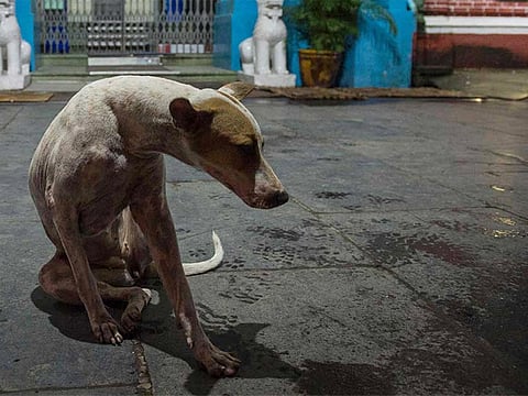 A stray dog. For illustrative purposes only.