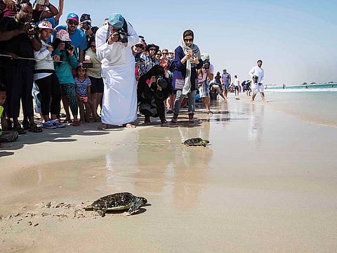 Courtesy: Emirates Marine Environmental Group/Gulf News archives
