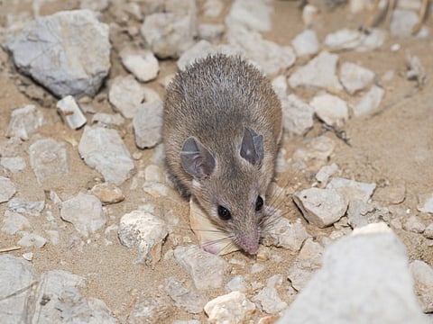 International Networks