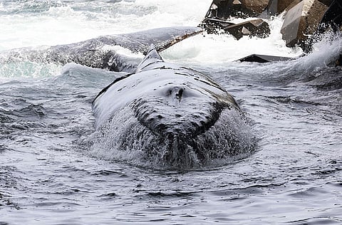 A whale calf stranded in shallow waters off Grande Chaloupe, on the French overseas department of Reunion is pictured on October 29, 2018.
