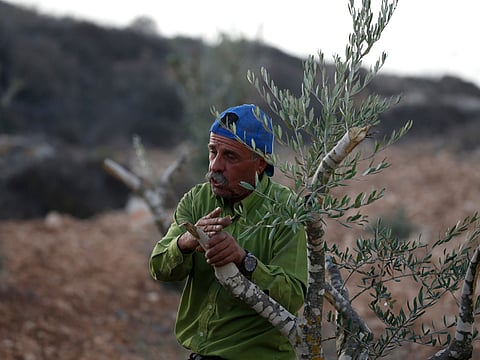 Palestinian farmer Mahmoud Abu Shinar stands next to destroyed olive trees, near the West Bank village of Turmus Aya, north of Ramallah, on October 22, 2018.