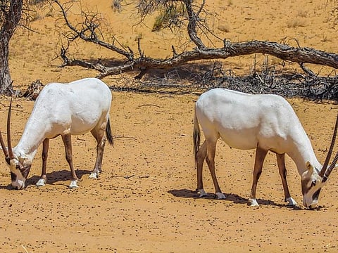 The rare endangered Gazelle and the Arabian Oryx