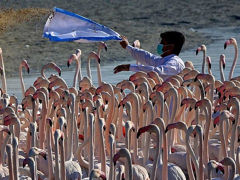 A municipality worker giving food to flamingos. These flamingos are fed every day by the rangers at Ras al Khor wildlife sanctuary.