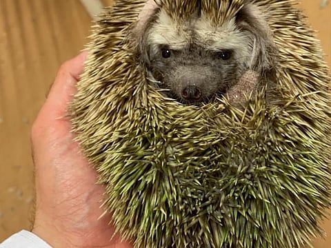 Watch: Dubai Crown Prince Shaikh Hamdan saves a hedgehog